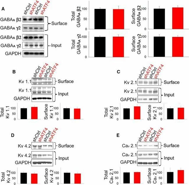 GAPDH Antibody in Western Blot (WB)