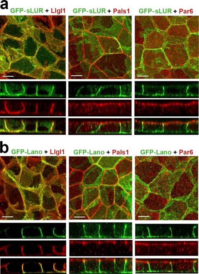 LLGL1 Antibody in Immunocytochemistry (ICC/IF)