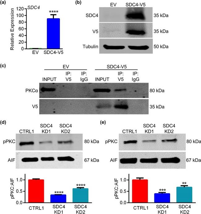 V5 Tag Antibody in Western Blot, Immunoprecipitation (WB, IP)