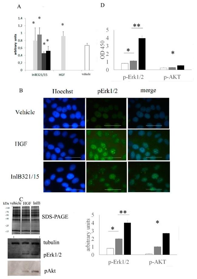 TUBA1A Antibody in Western Blot (WB)