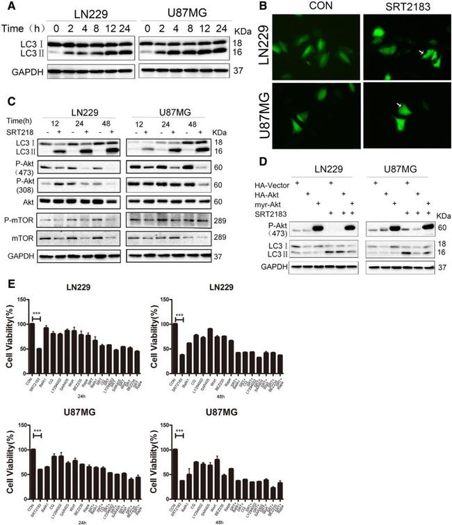 Phospho-mTOR (Ser2448) Antibody in Western Blot (WB)