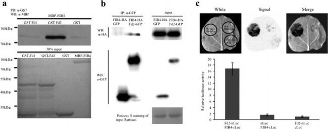 GST Tag Antibody in Immunoprecipitation (IP)