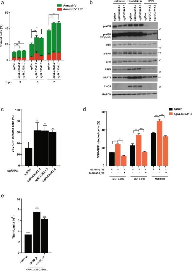 CHOP Antibody in Western Blot (WB)