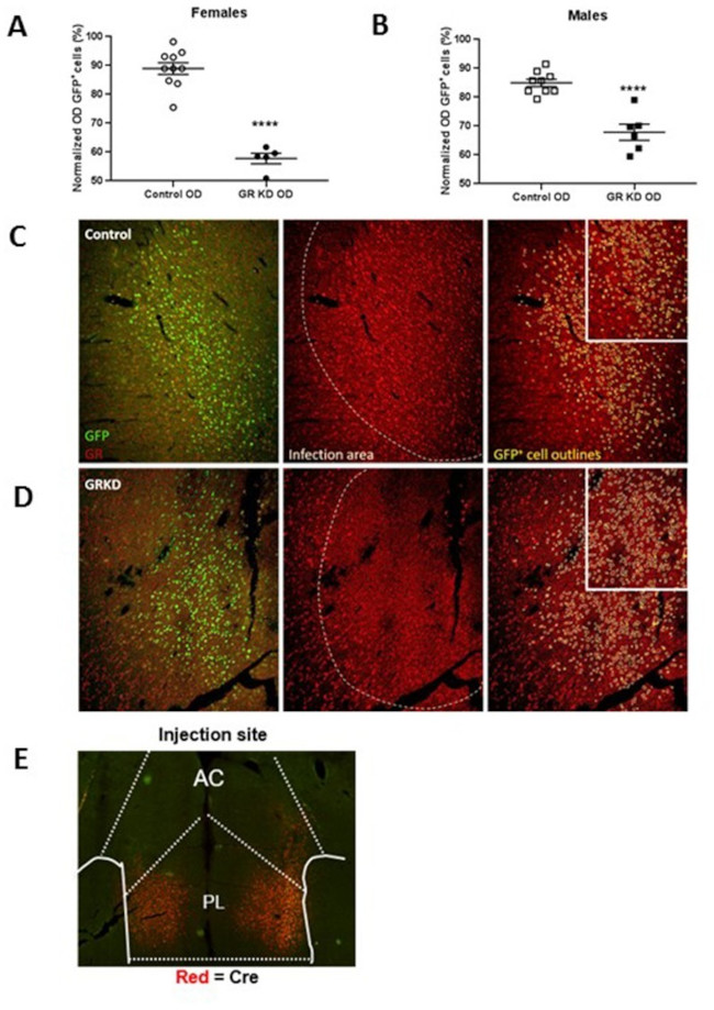 Glucocorticoid Receptor Antibody in Immunohistochemistry (IHC)