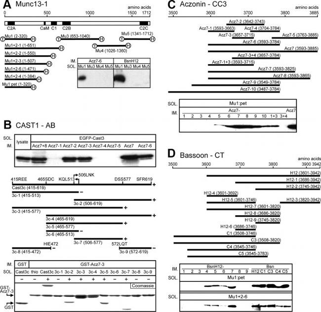 6x-His Tag Antibody in Western Blot (WB)