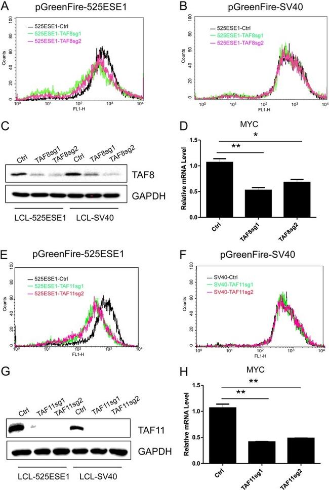 TAF11 Antibody in Western Blot (WB)