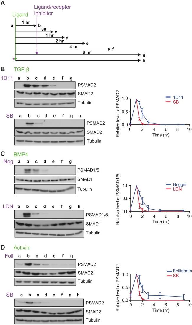 SMAD1 Antibody in Western Blot (WB)