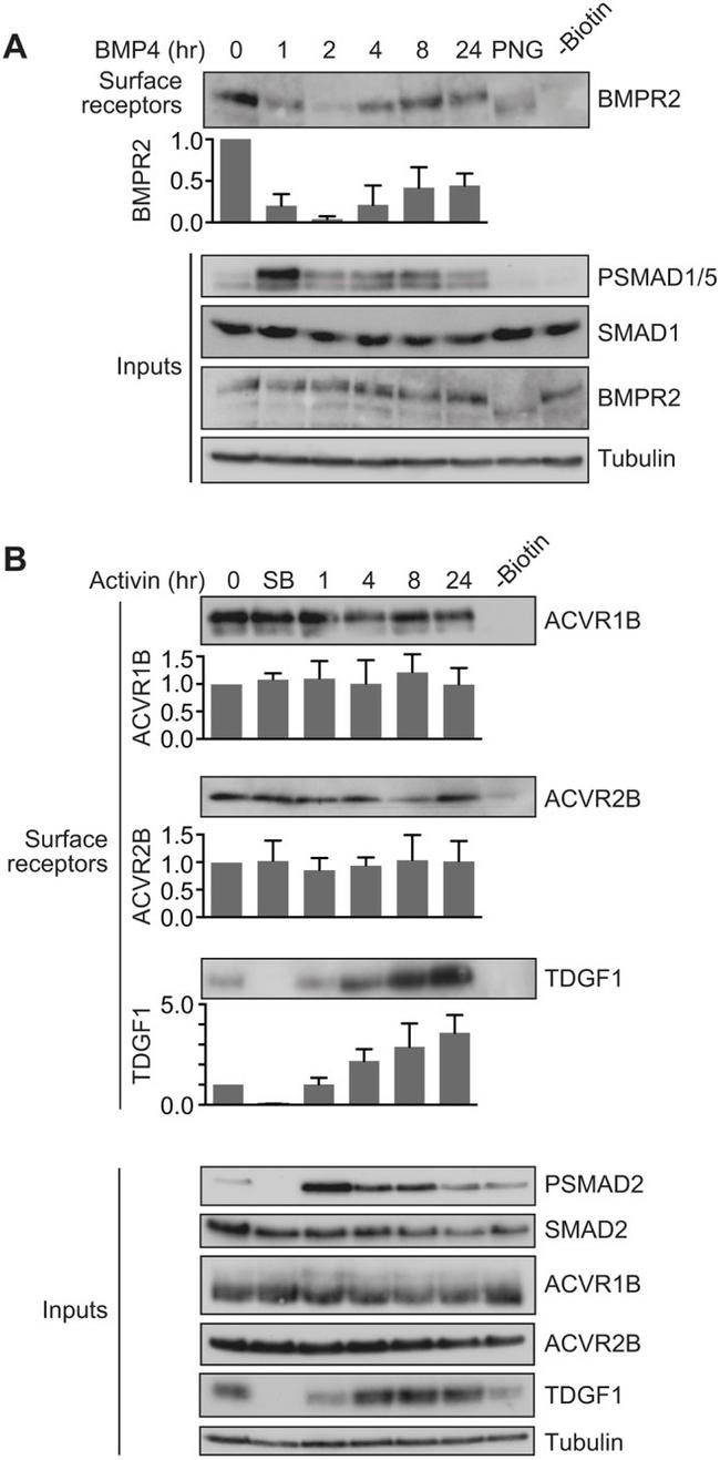 SMAD1 Antibody in Western Blot (WB)