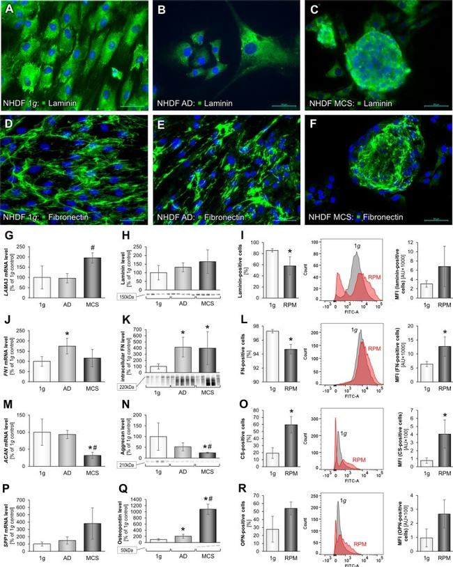 Aggrecan Antibody in Flow Cytometry (Flow)