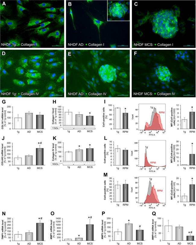 Collagen I Antibody in Flow Cytometry (Flow)