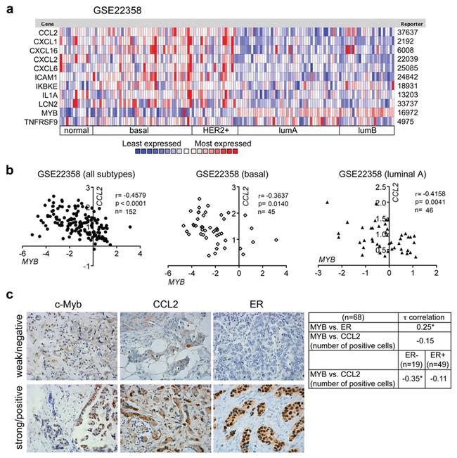 Estrogen Receptor alpha Antibody in Immunohistochemistry (IHC)