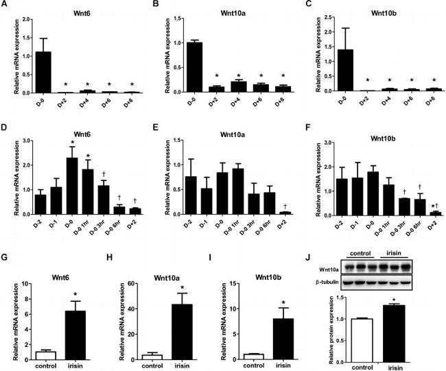 beta Tubulin Loading Control Antibody in Western Blot (WB)