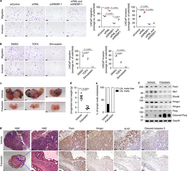 HMGCR Antibody