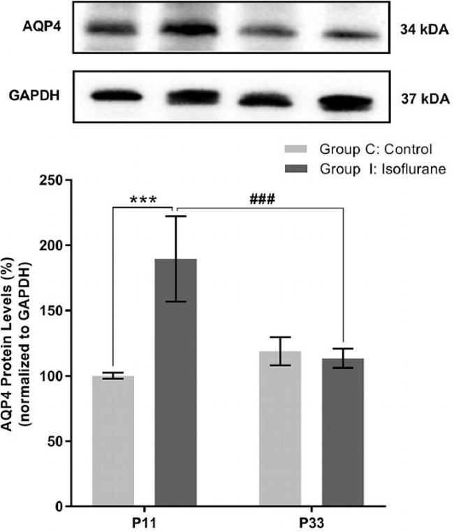 GAPDH Loading Control Antibody in Western Blot (WB)