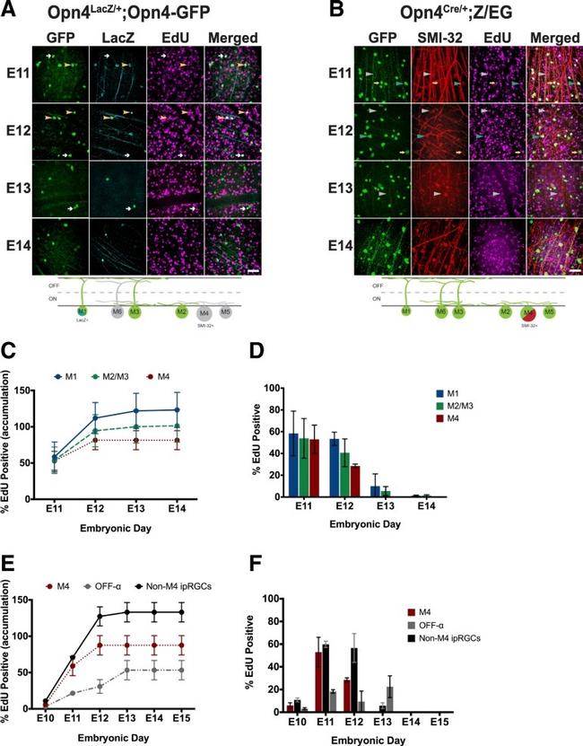 beta Galactosidase Antibody in Immunohistochemistry (IHC)