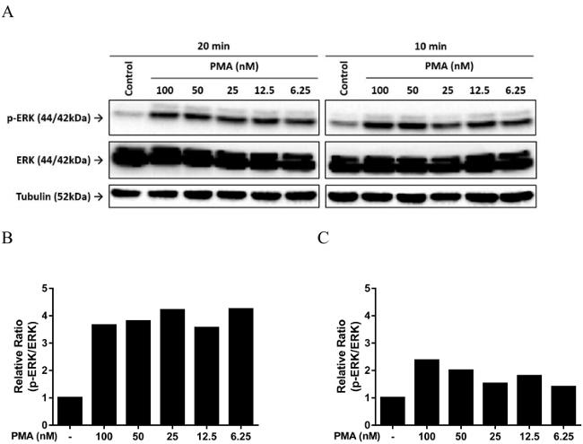 alpha Tubulin Antibody in Western Blot (WB)