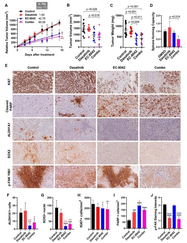 Phospho-FAK (Tyr861) Antibody in Immunohistochemistry (IHC)