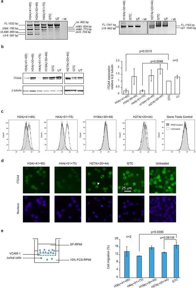 beta Tubulin Antibody in Western Blot (WB)