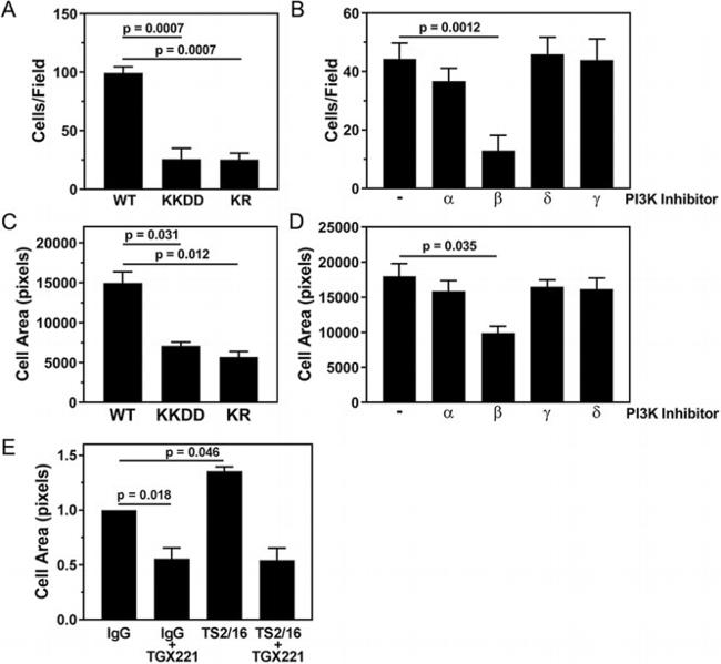 ITGB1 Antibody in T-Cell Activation (TCA)