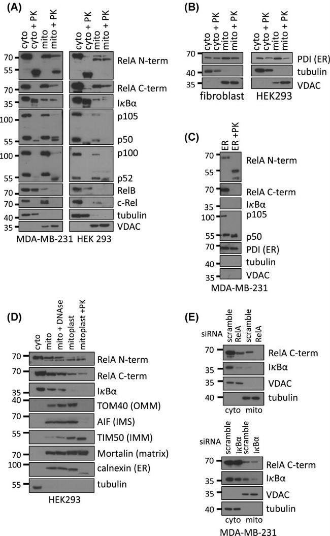 mtHSP70 Antibody in Western Blot (WB)