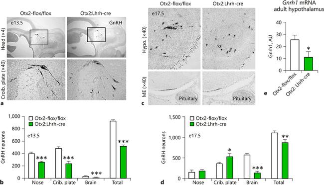 GnRH1 Antibody in Immunohistochemistry (IHC)