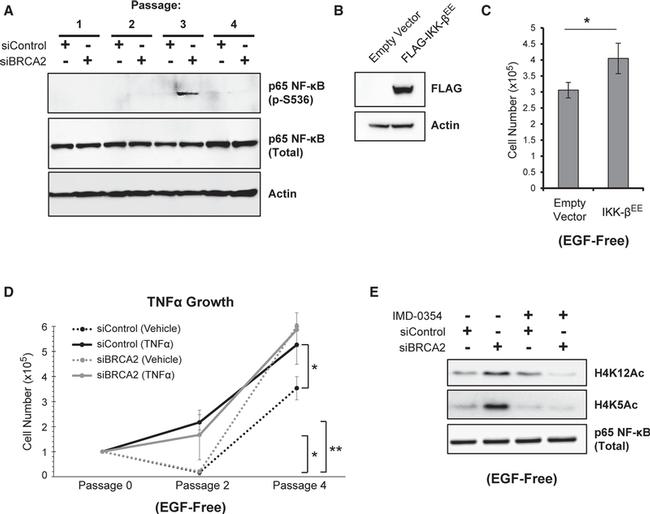 beta Actin Antibody in Western Blot (WB)