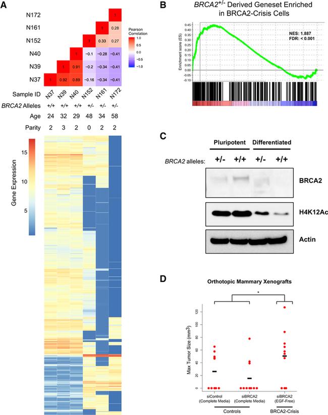 beta Actin Antibody in Western Blot (WB)