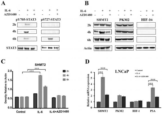 SHMT2 Antibody