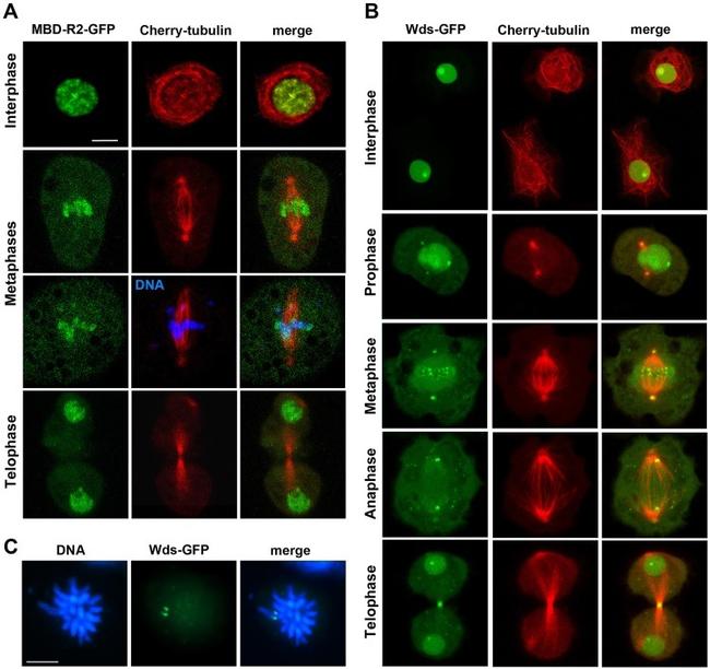 GFP Antibody in Immunocytochemistry (ICC/IF)