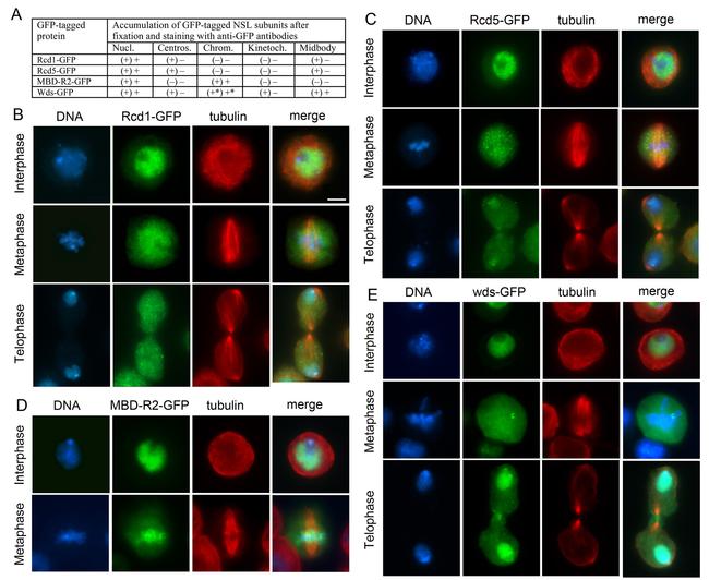 GFP Antibody in Immunocytochemistry (ICC/IF)