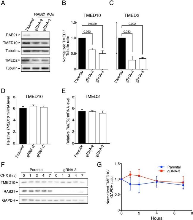 RAB21 Antibody in Western Blot (WB)