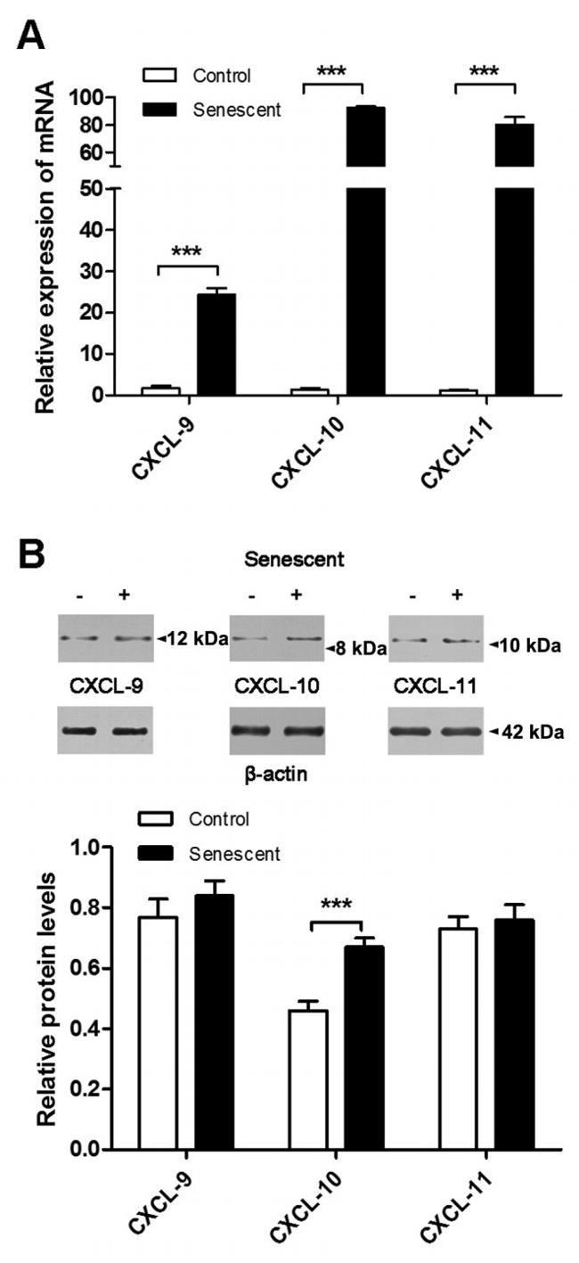 CXCL9 Antibody in Dot Blot (DB)