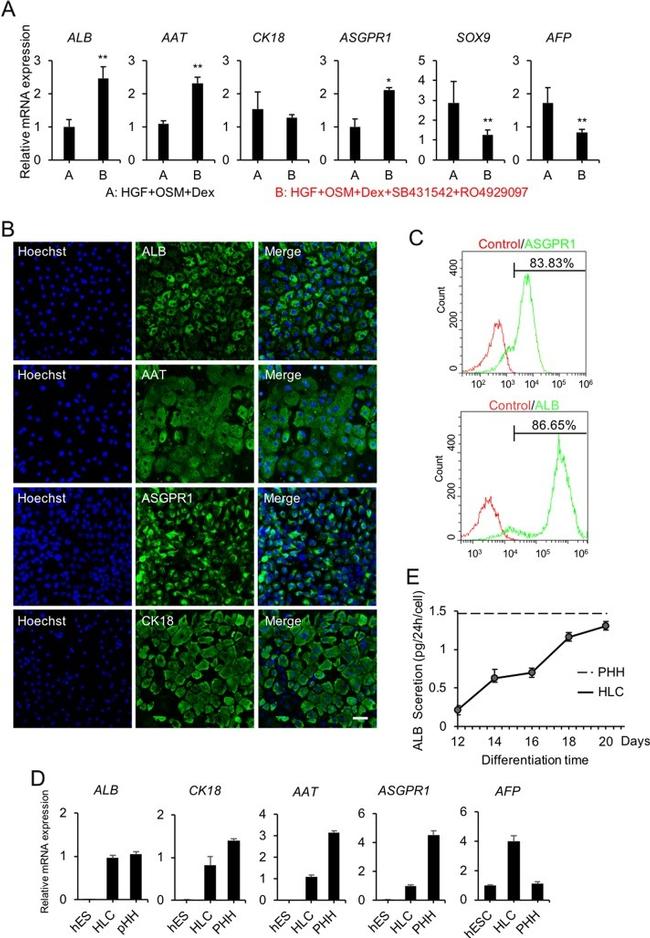 ASGR1 Antibody in Immunocytochemistry (ICC/IF)