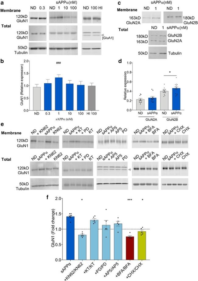 NMDAR1 Antibody in Western Blot (WB)