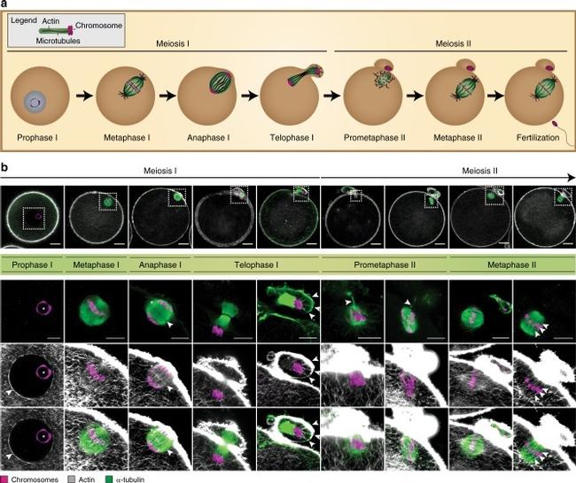 alpha Tubulin Antibody in Immunocytochemistry (ICC/IF)