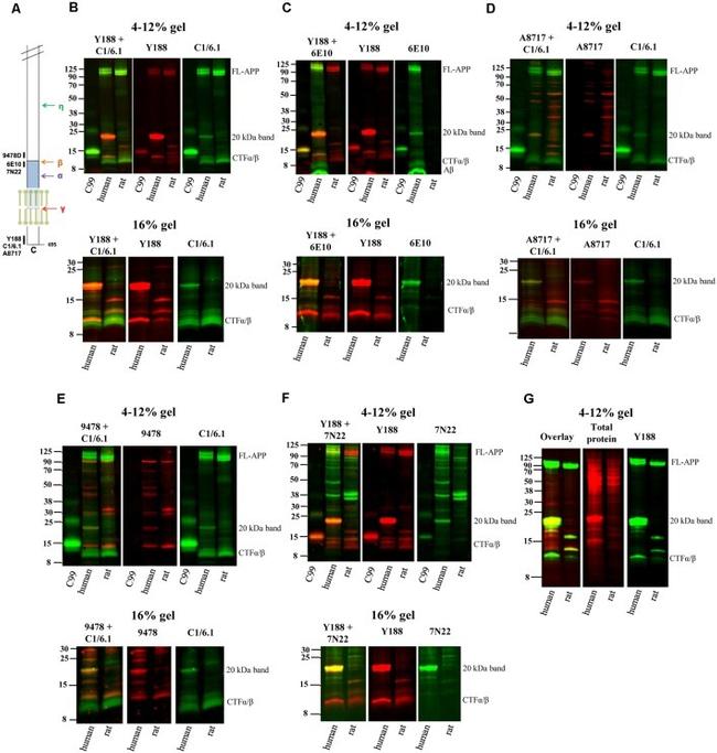 beta Amyloid (1-20) Antibody in Western Blot (WB)