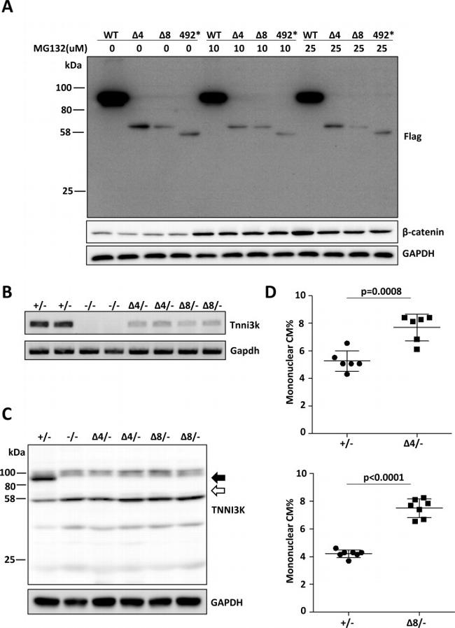 DYKDDDDK Tag Antibody in Western Blot (WB)