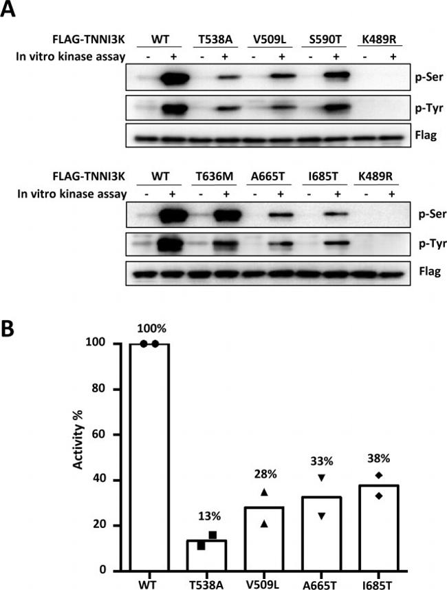 DYKDDDDK Tag Antibody in Western Blot (WB)