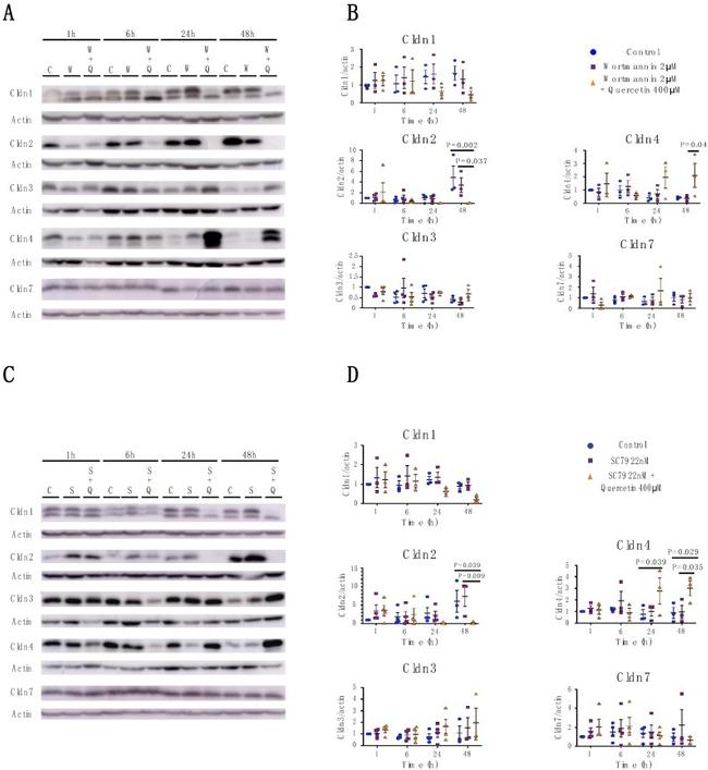 Claudin 4 Antibody in Western Blot (WB)