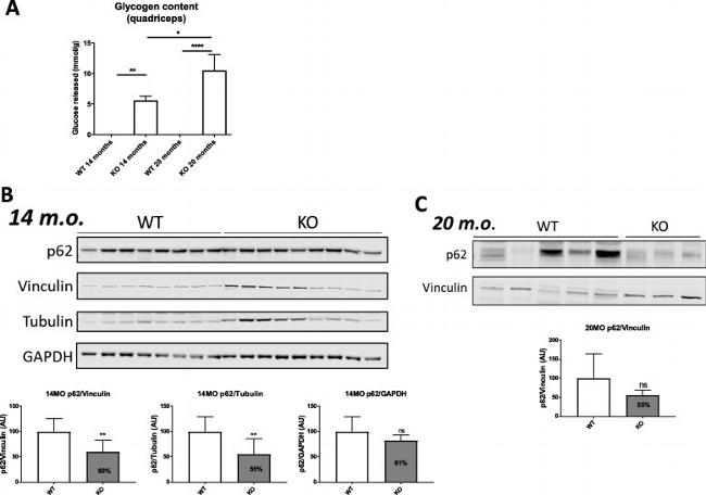 GAPDH Antibody in Western Blot (WB)