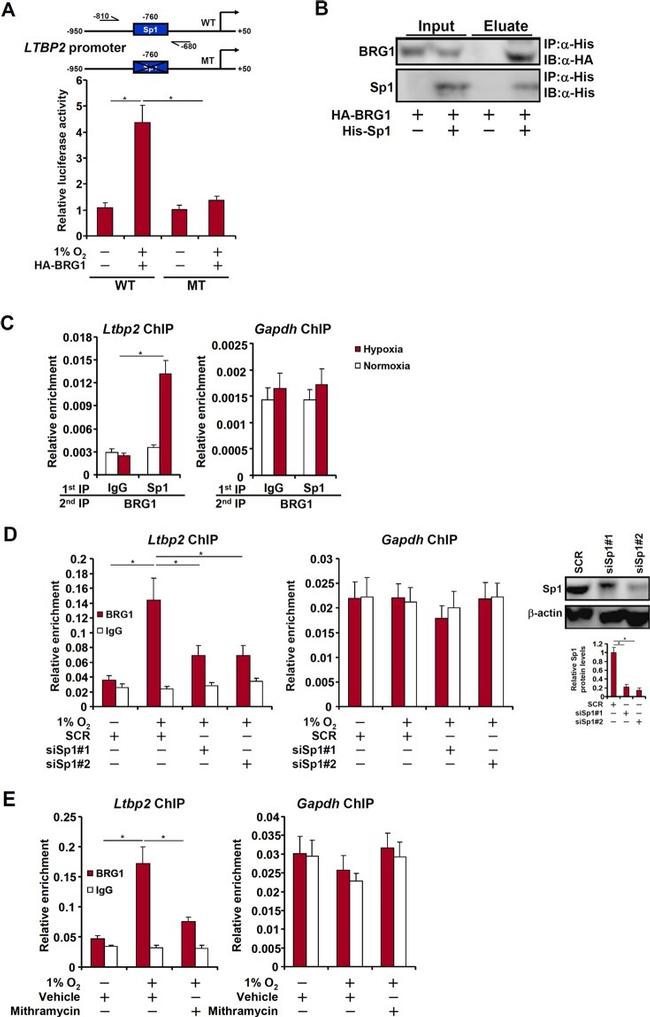 6x-His Tag Antibody in Immunoprecipitation (IP)