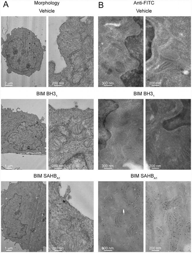 FITC Antibody in Immunomicroscopy (IM)