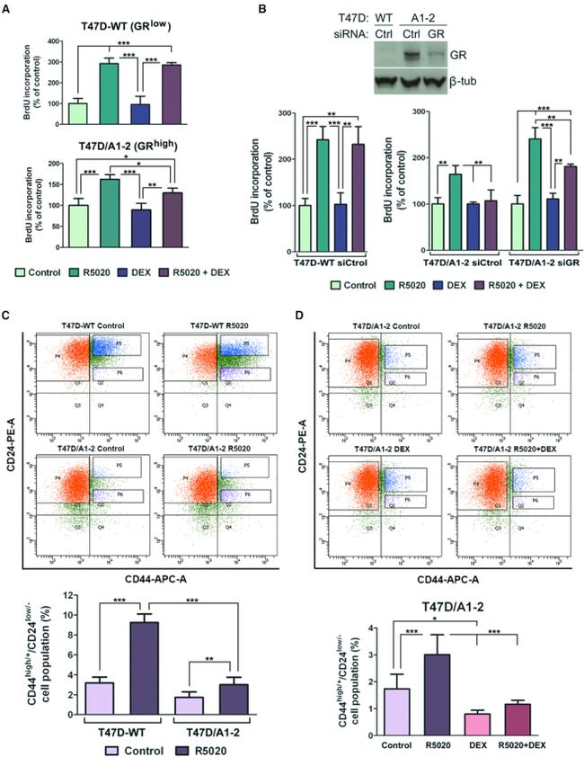 Glucocorticoid Receptor Antibody in Western Blot (WB)