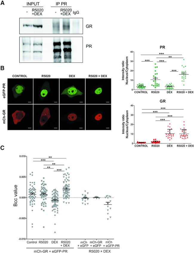 Glucocorticoid Receptor Antibody in Western Blot (WB)