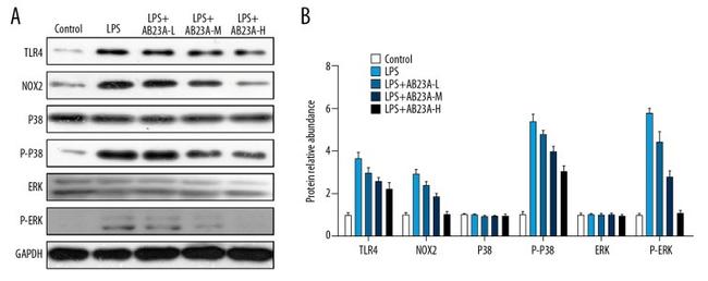 NOX2 Antibody in Western Blot (WB)