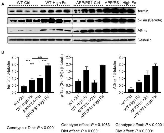 Phospho-Tau (Ser404) Antibody in Western Blot (WB)