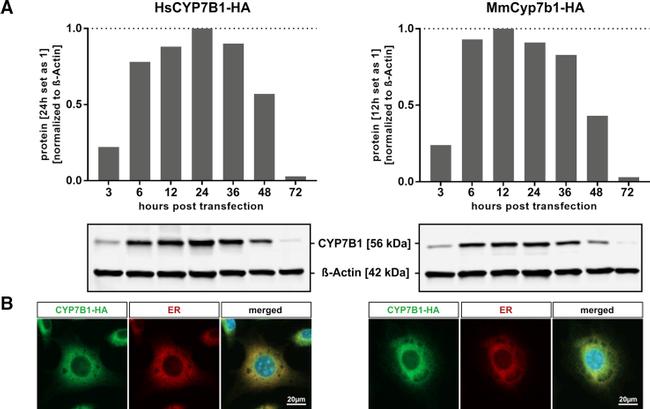 HA Tag Antibody in Immunocytochemistry (ICC/IF)