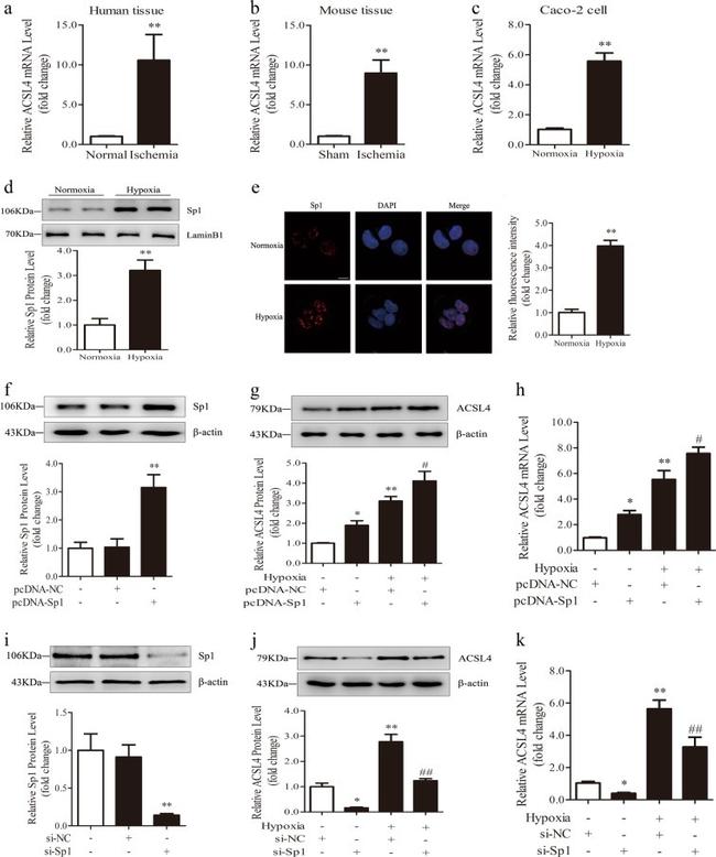 SP1 Antibody in Western Blot (WB)