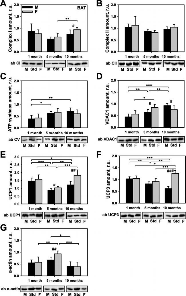 ATP Synthase beta Antibody in Western Blot (WB)