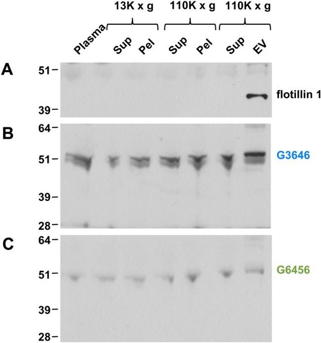 Flotillin 1 Antibody in Western Blot (WB)